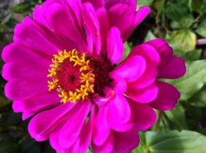 Photo de Beyla Lavana: Singulière 