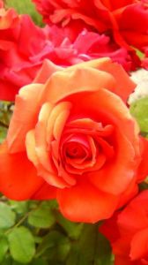 Photo de Beyla Lavana: La Favorite