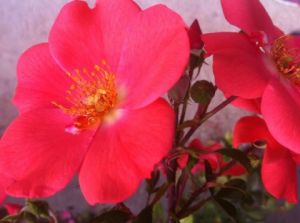 Photo de Beyla Lavana: pure red