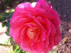 Photo de Beyla Lavana: shiny rose