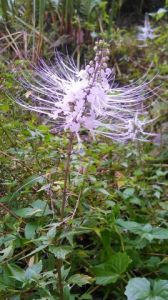 Photo de Beyla Lavana: Jungle flower