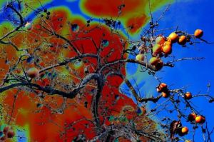 Art_numerique de FRANCOIS VEILLET: Kaki or not kaki