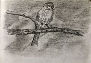 Dessin de jean pierre MALLET: Piaf sur branche