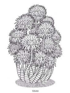 Dessin de Francois MOLL: YOUCA