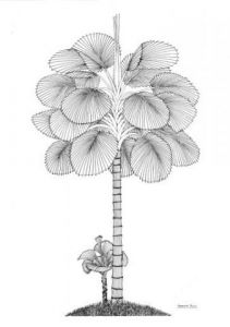 Dessin de Francois MOLL: GRAND LATANIER