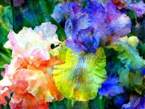 Art_numerique de PIERRE NOUAILLE: IRIS