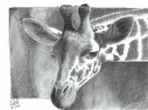 Dessin de Lalat: Girafe