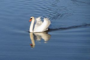 Photo de Dreams 14: Le Cygne