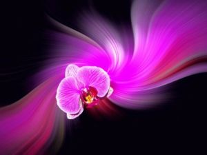 Photo de Dreams 14: Voile d'orchidée