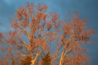 L'artiste raymond jose - arbre bel arbre
