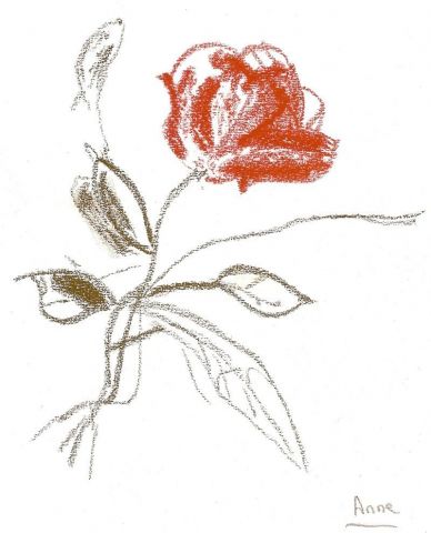 Rose - Dessin - paradisianna