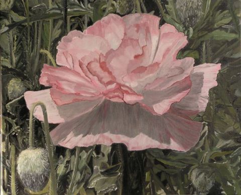 pavot rose  - Peinture - muriel caron