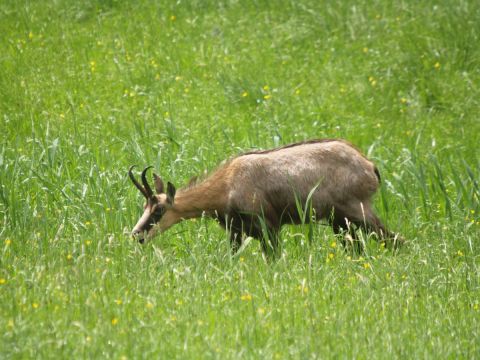 Photo : Chamois - olympia Photo : Chamois - olympia