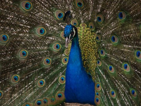 Photo : Roue de paon - olympia Photo : Roue de paon - olympia