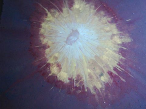 L'artiste cattal - meduse