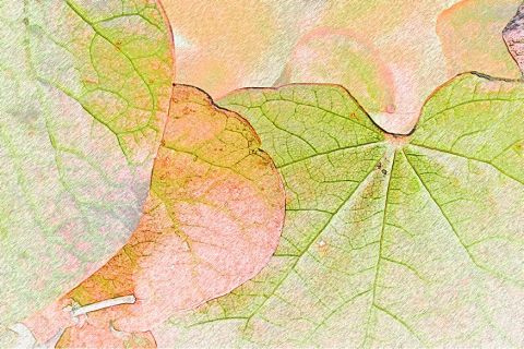 Art numerique : Trois feuilles - Herve Belhaire Art numerique : Trois feuilles - Herve Belhaire