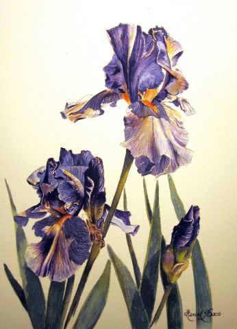 L'artiste Marcel BOOS - Grand iris bleu