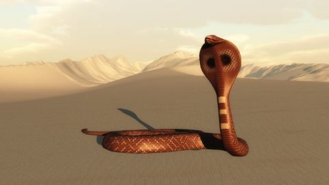 L'artiste Cactus42 - Serpent des sables