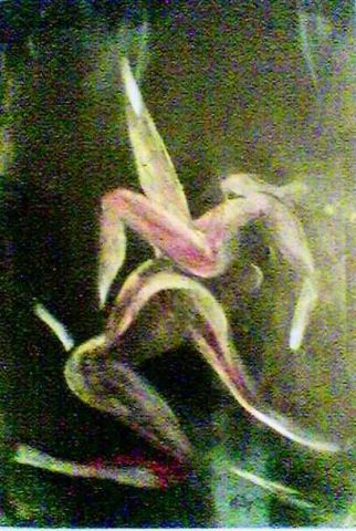L'artiste toudi - OSMOSE