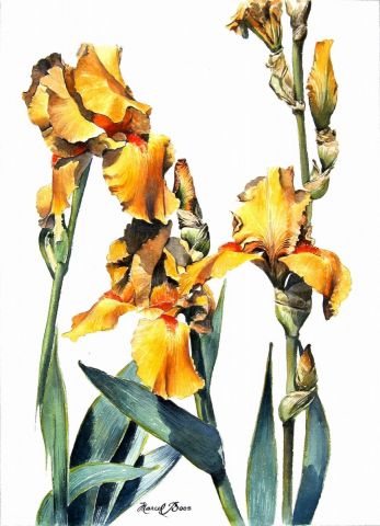 L'artiste Marcel BOOS - Grand Iris jaune
