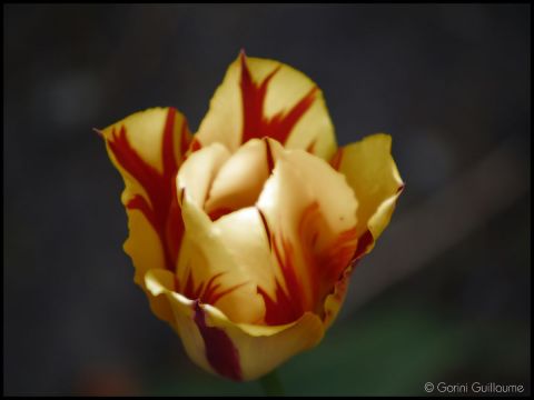 L'artiste Peexels - Tulipe