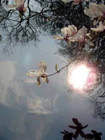 Magnolia - Photo - SYRIELLE