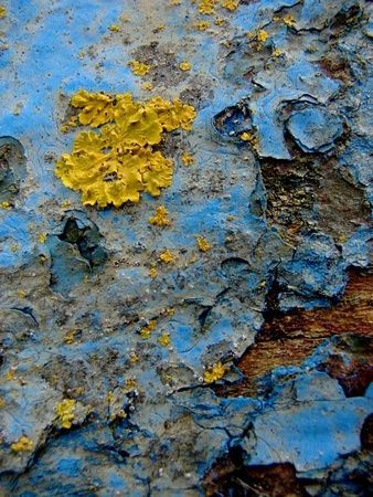Lichen - Photo - SYRIELLE