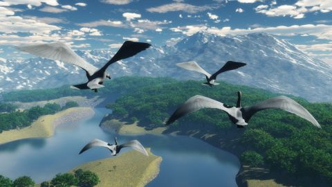 Les quatre cygnes - Art numerique - Cactus42 Les quatre cygnes - Art numerique - Cactus42