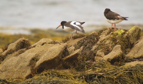 Photo : Danse de l'huitrier - olympia Photo : Danse de l'huitrier - olympia