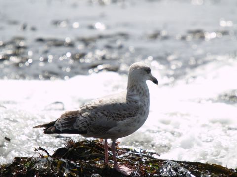 Photo : Goeland - olympia Photo : Goeland - olympia