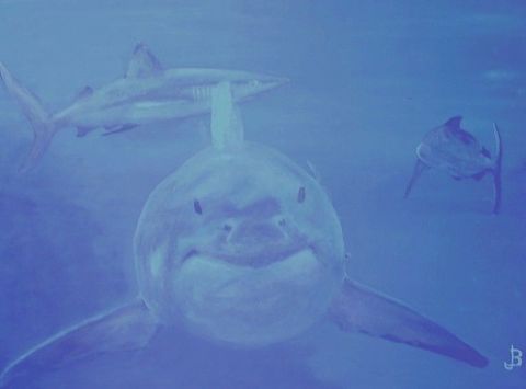 Peinture : grand requin blanc - JMB Peinture : grand requin blanc - JMB