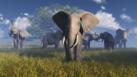 Arfique_1 - Art numerique - Cactus42 Arfique_1 - Art numerique - Cactus42