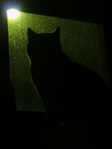 Chat de nuit  - Photo - olympia