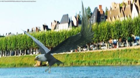 L'aigle de Gien - Art numerique - Cactus42 L'aigle de Gien - Art numerique - Cactus42