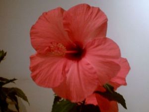 Voir cette oeuvre de KALLAHAN: L'hibiscus