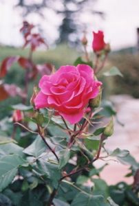 Photo de KALLAHAN: Les roses du Parc de la Tete d'Or a Lyon 2