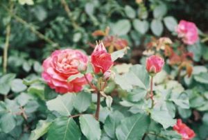 Photo de KALLAHAN: Les roses du Parc de la Tete d'Or a Lyon 4