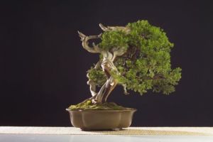 Voir cette oeuvre de Bonsai-Sui: Juniperus chinensis