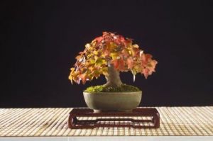 Voir cette oeuvre de Bonsai-Sui: Acer buergerianum