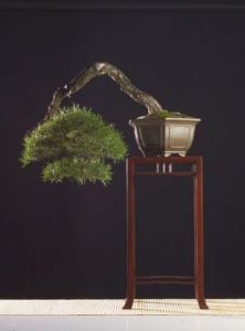 Oeuvre de Bonsai-Sui: Pinus sylvestris