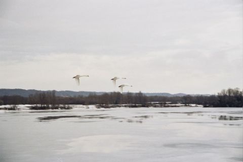 Envolee de cygnes - Photo - KALLAHAN Envolee de cygnes - Photo - KALLAHAN