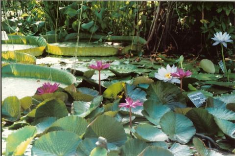 Jardin de nenuphars - Photo - KALLAHAN Jardin de nenuphars - Photo - KALLAHAN