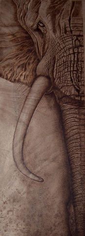 L'artiste HOTOP - Elephant Shot