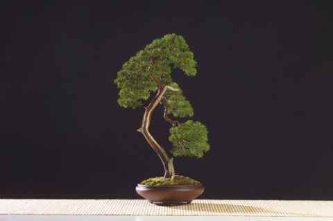 L'artiste Bonsai-Sui - Juniperus chinensis