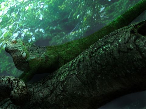 L'artiste hypnotik - iguana