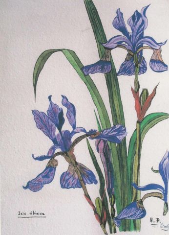 Iris Sibirica - Peinture - HSalaun