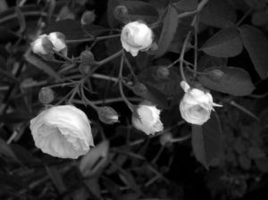 Photo de JHE: F4 00159 Roses (Fleurs)