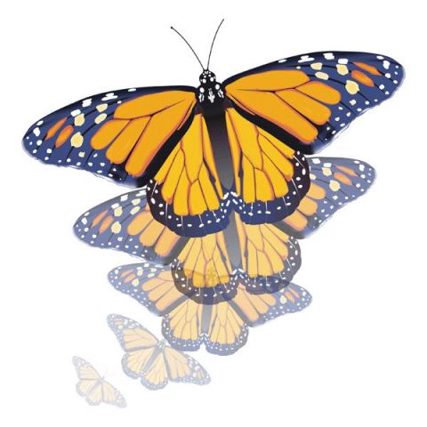 Papillons - Art numerique - Franck25