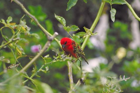 D4 00014 Cardinal (Oiseaux) - Photo - JHE