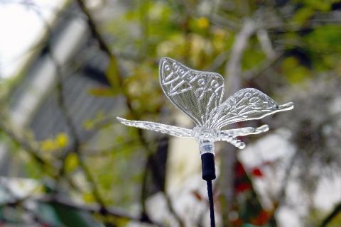 D7 00011 Papillon (Decoration) - Photo - JHE